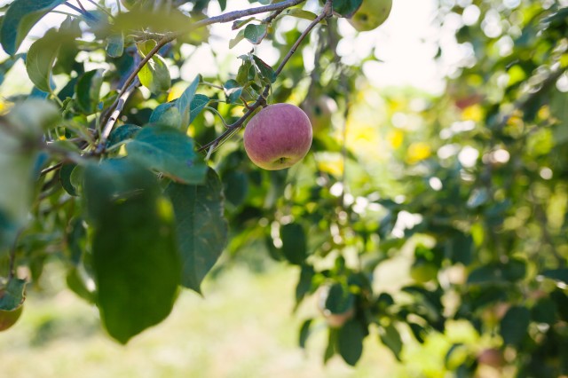 apples | fresh apple | fruit | orchard | hillside acres | summer time | mcintosh | eat well | apple orchard near Lafayette, IN | Rossville | local apple orchard