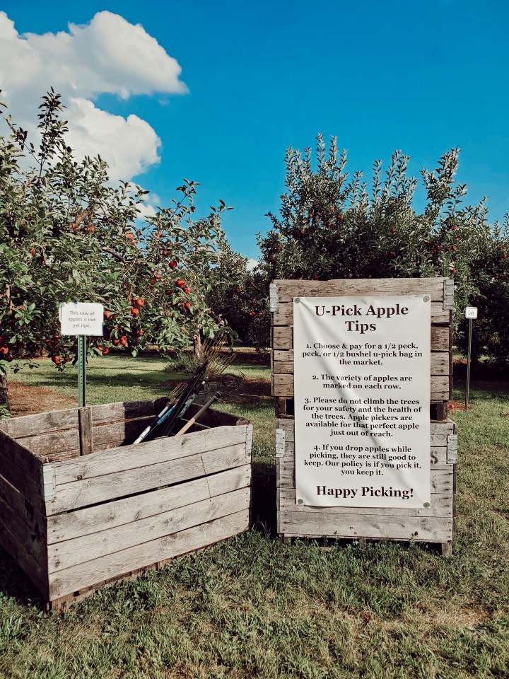 upick apples | picking apples | apple orchard | hillside acres | clinton county
